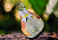 CRAVATTA PROSCIUTTO FUSTELLATA